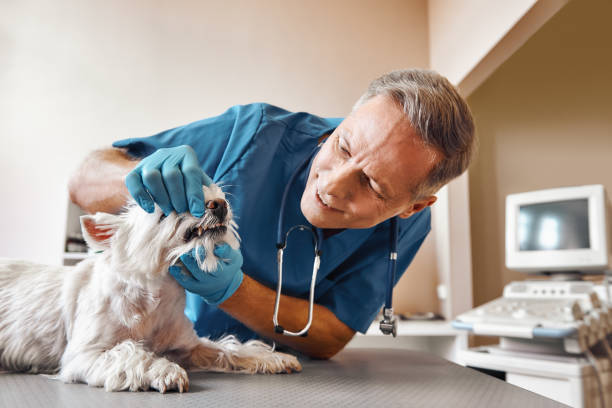  Almont, MI Emergency Dentist Pros